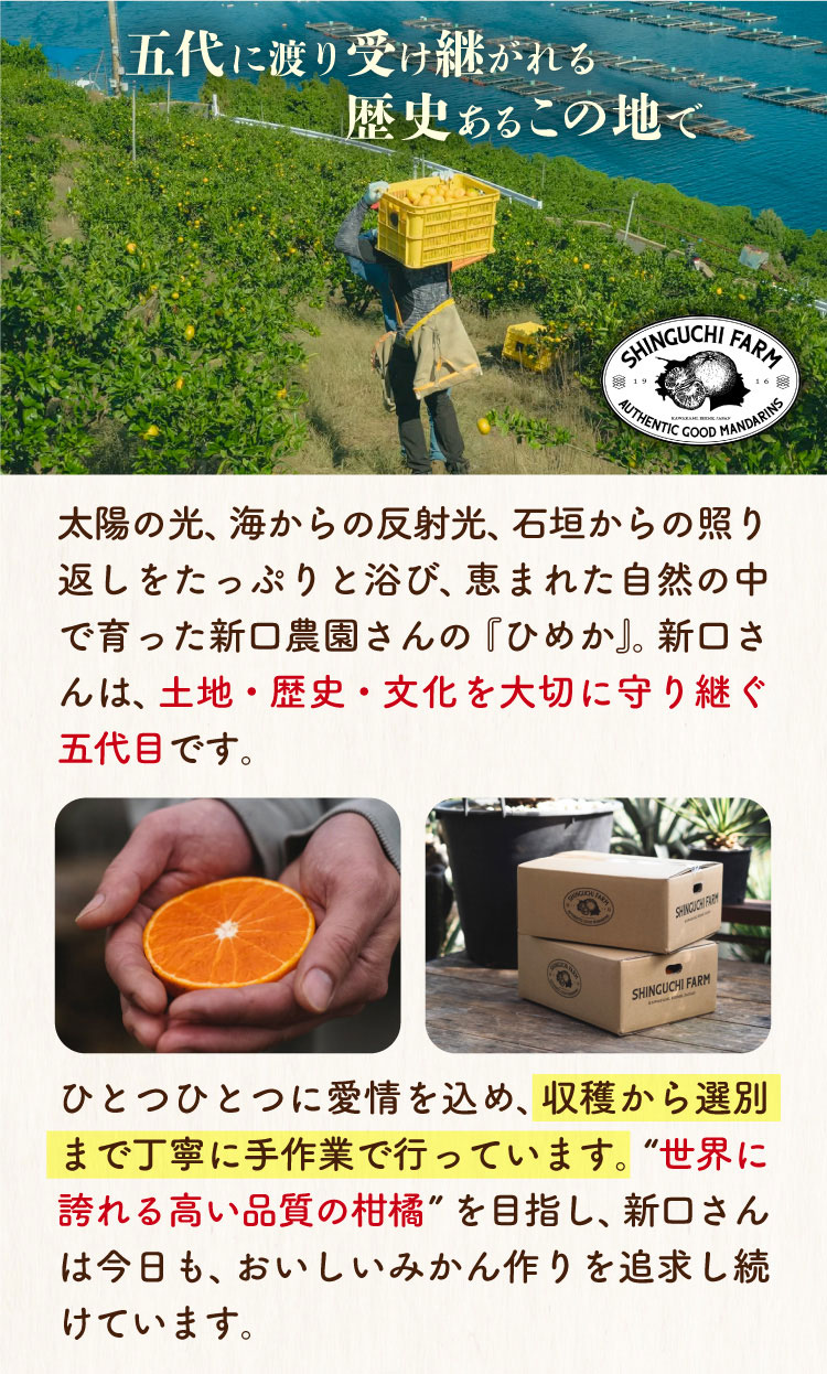 【産地直送】新口農園さんの『ひめか（ご家庭用）』（愛媛県産）