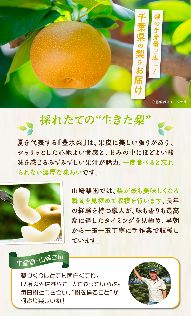 【バイヤー厳選】究極のみずみずしさ 山﨑梨園の『豊水梨』（千葉県産）