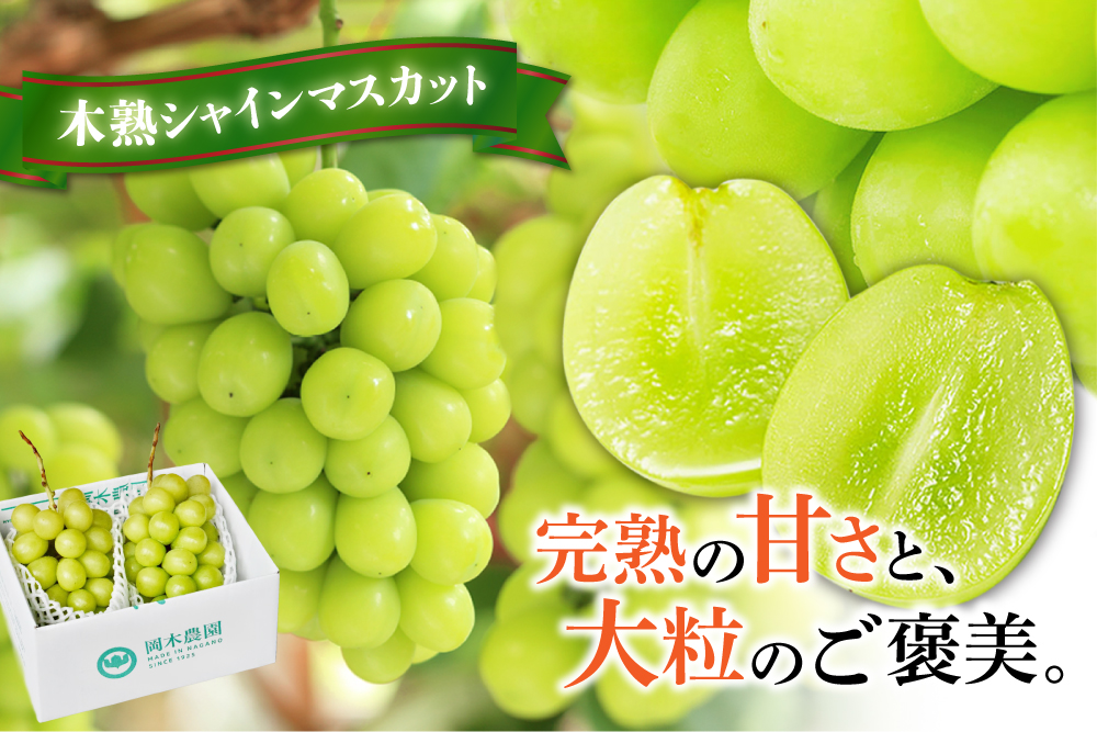 2025年10月6日(月)～10月20日(月)【産地直送】採れたて！岡木農園さんの木熟シャインマスカット（長野県産）