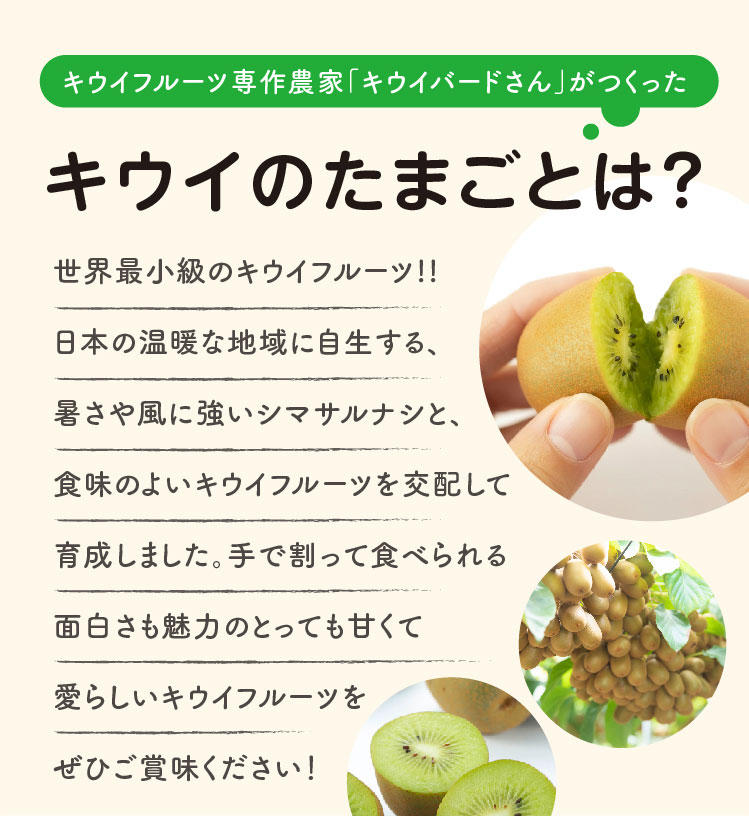 【産地直送】キウイバードさんが作ったキウイのたまご（愛媛県産）