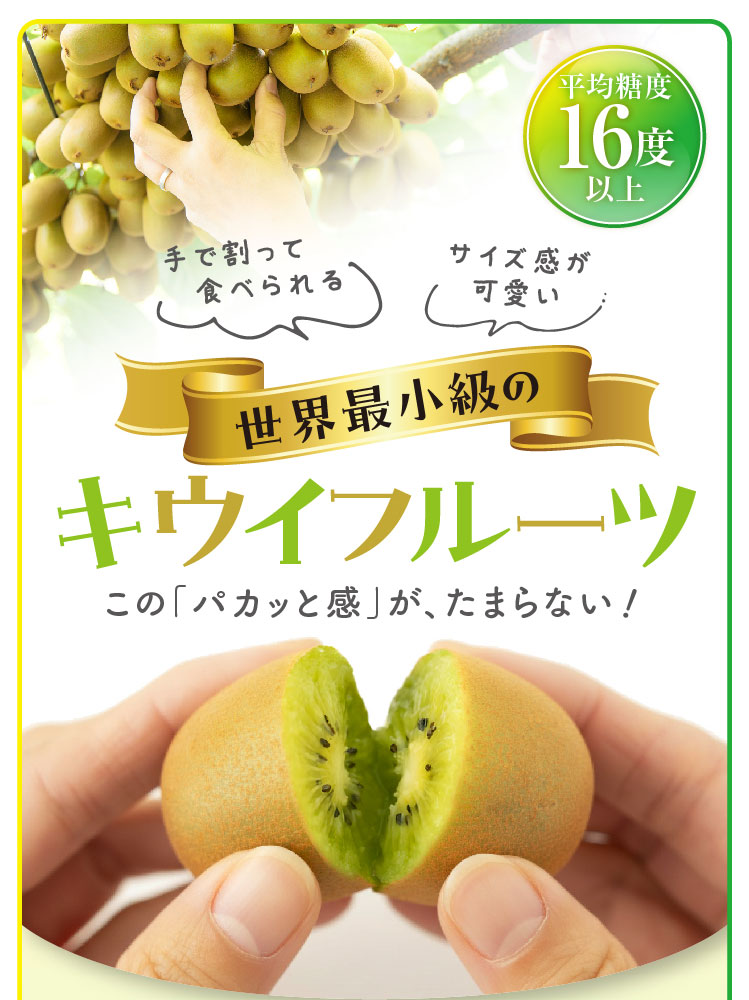 【産地直送】キウイバードさんが作ったキウイのたまご（愛媛県産）