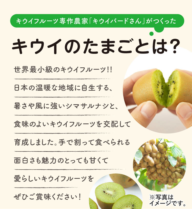 【産地直送】キウイバードさんが作ったキウイのたまご（愛媛県産）