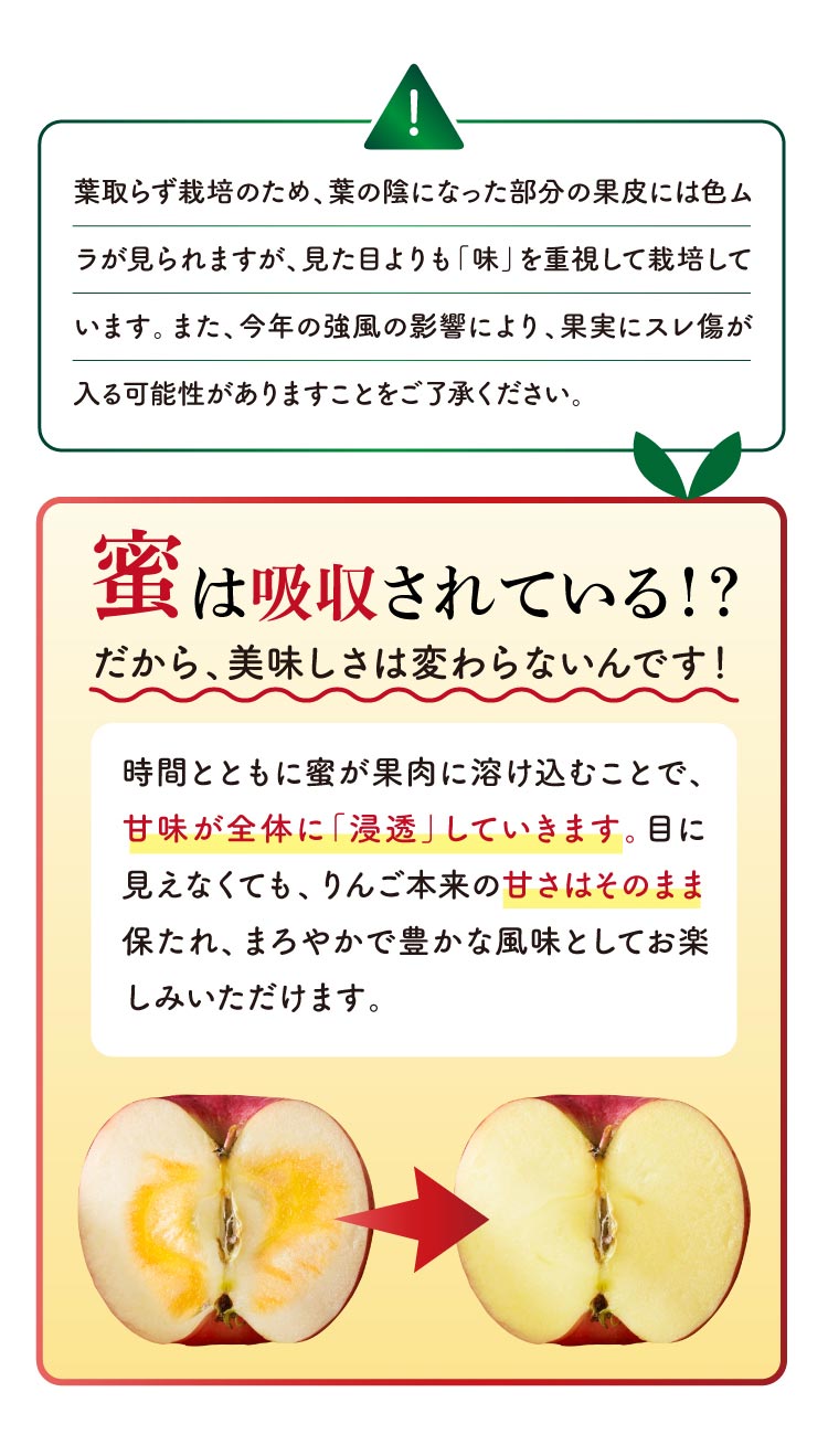 【バイヤー厳選】希少な品種 こうとくりんご（青森県産）