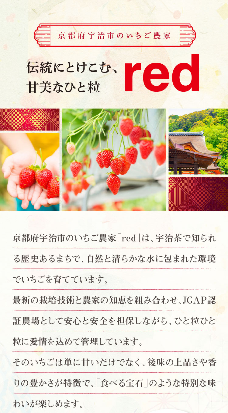 【産地直送】redさんのいちご『紅ほっぺ・スターナイト』（京都府産）