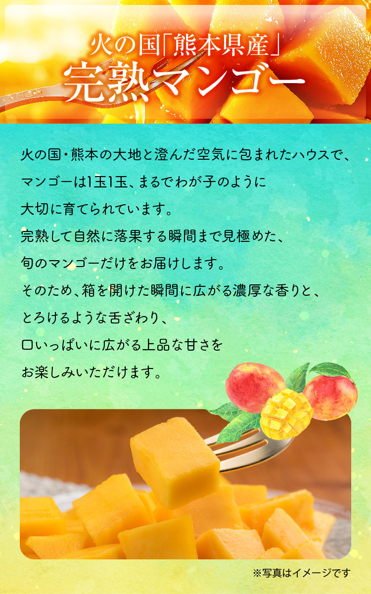 【バイヤー厳選】お買い得！完熟マンゴー（熊本県産）
