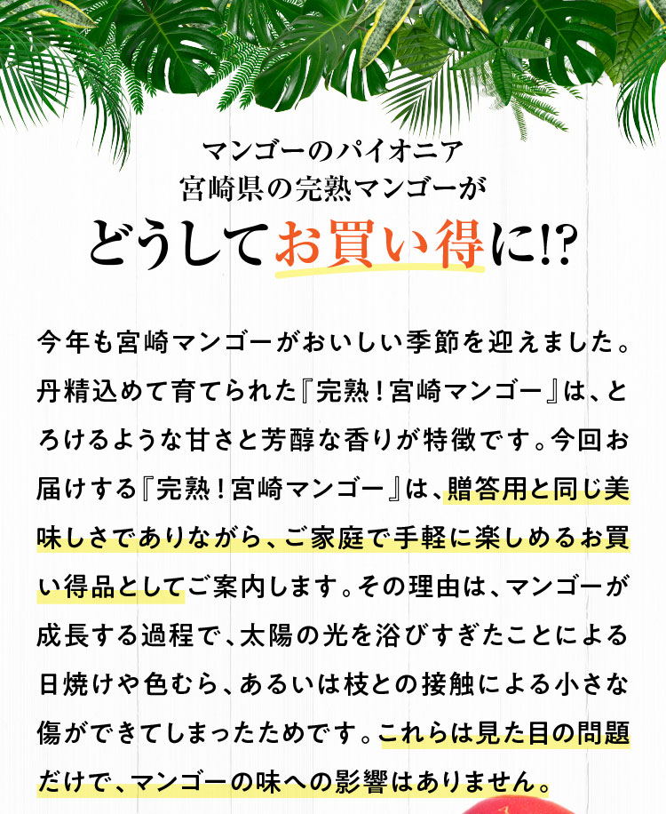 【バイヤー厳選】完熟！宮崎マンゴー（宮崎県産）追加販売