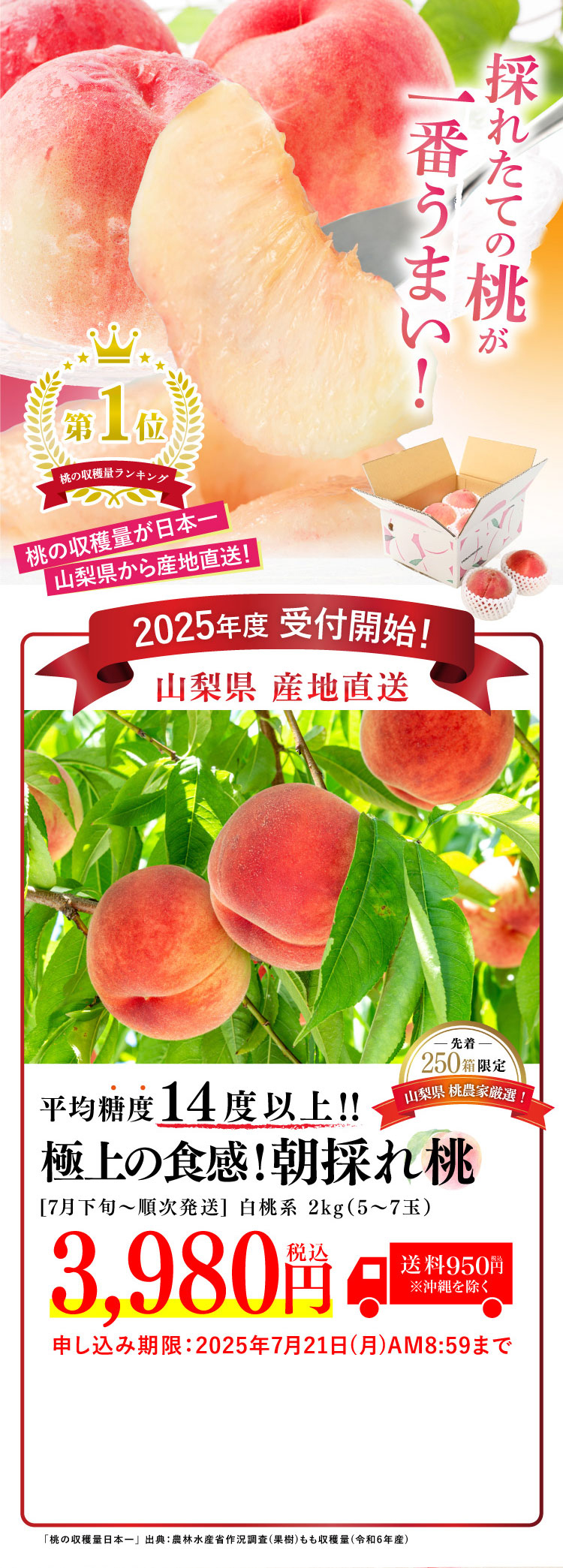 【産地直送】平均糖度14度以上！極上の食感！朝採れ桃〈白桃系〉（山梨県産）