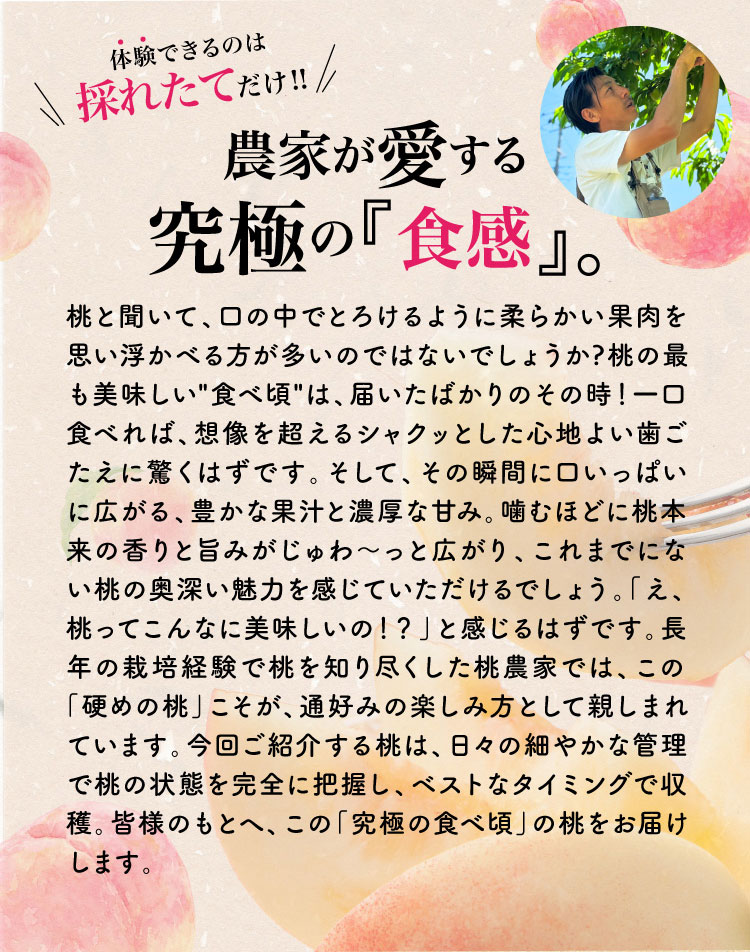 【産地直送】平均糖度14度以上！極上の食感！朝採れ桃〈白桃系〉（山梨県産）