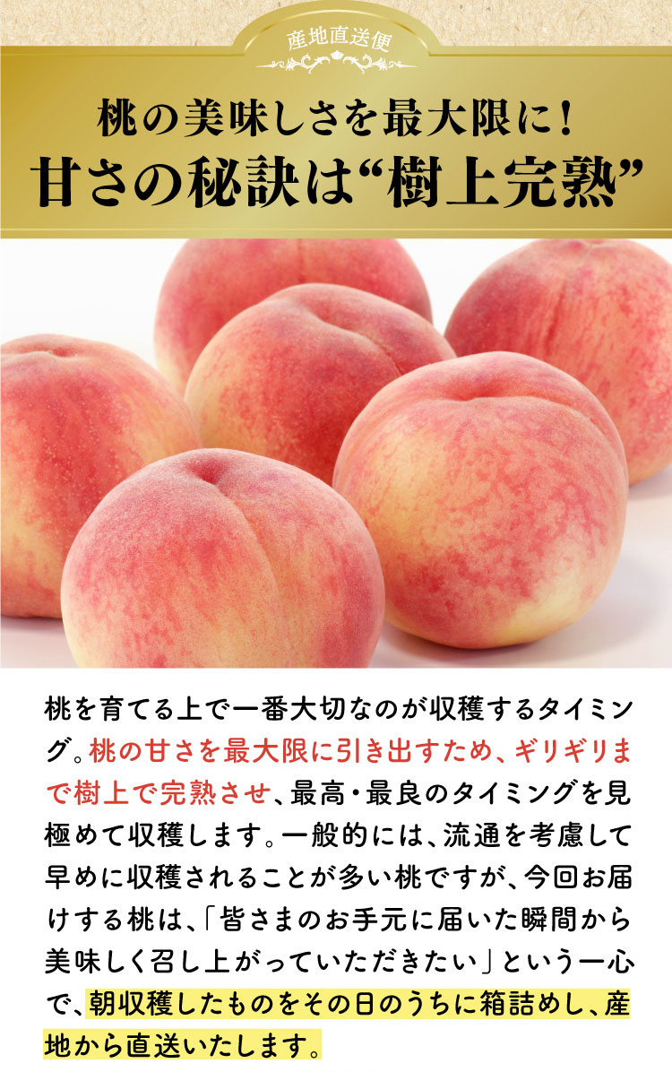 【産地直送】平均糖度14度以上！極上の食感！朝採れ桃〈白桃系〉（山梨県産）