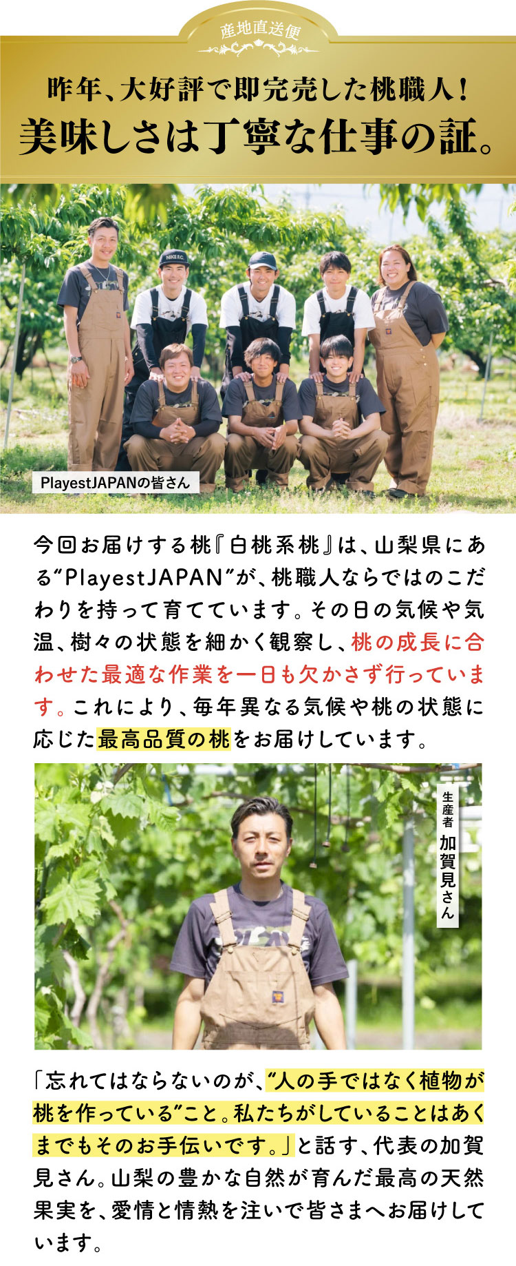 【産地直送】平均糖度14度以上！極上の食感！朝採れ桃〈白桃系〉（山梨県産）