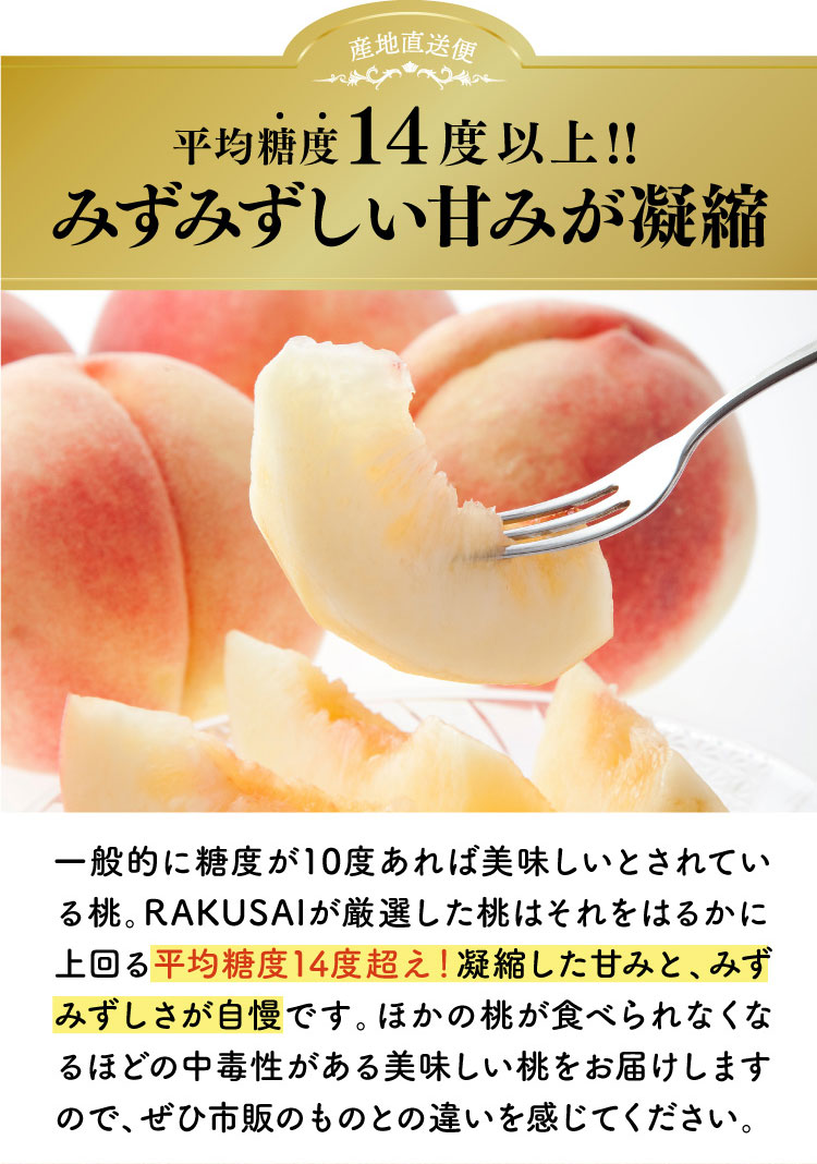 【産地直送】平均糖度14度以上！極上の食感！朝採れ桃〈白桃系〉（山梨県産）