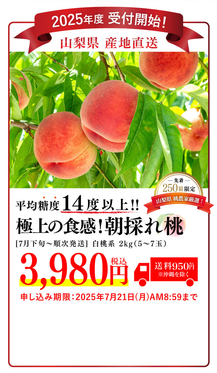 【産地直送】平均糖度14度以上！極上の食感！朝採れ桃〈白桃系〉（山梨県産）