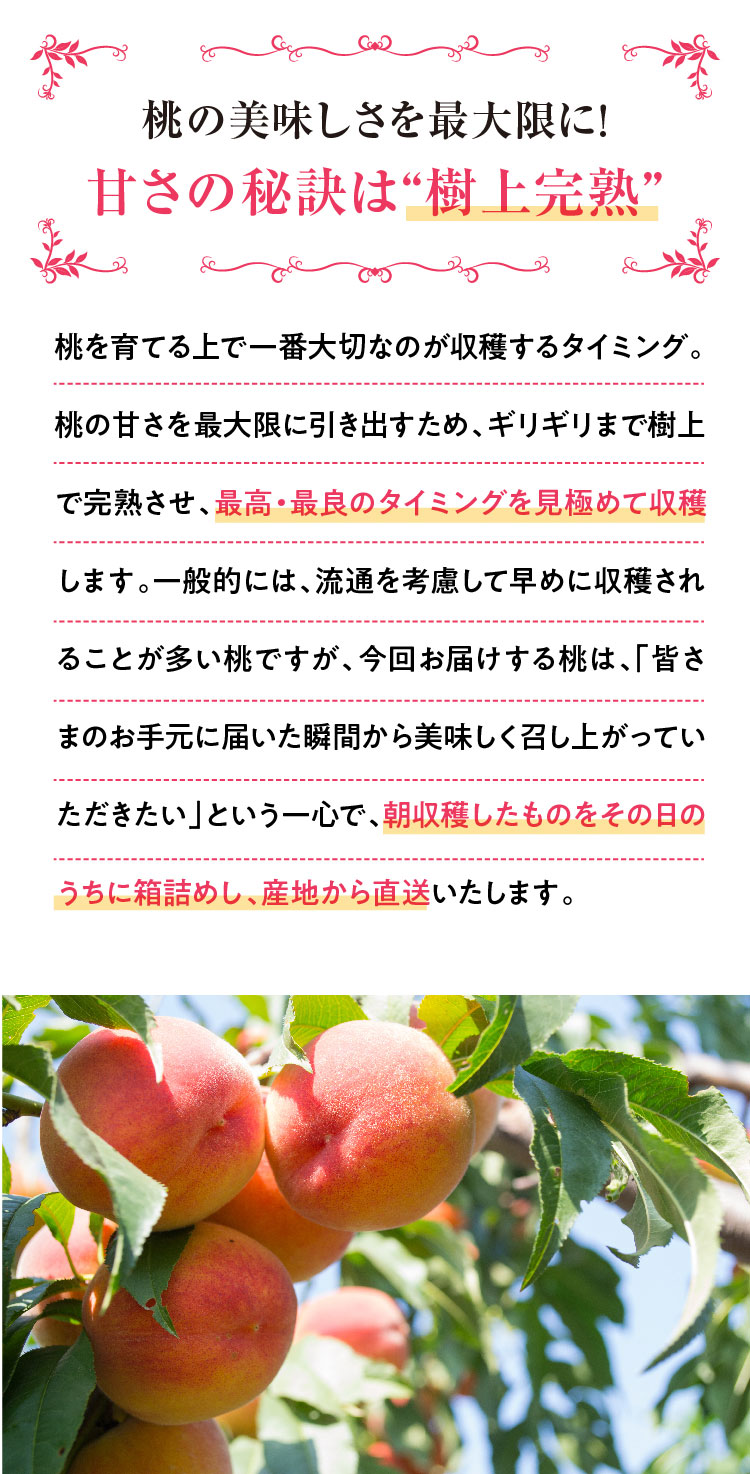 【産地直送】Playest JAPANさんが作る『朝採れ桃 食べ比べ』3回セット（山梨県産）