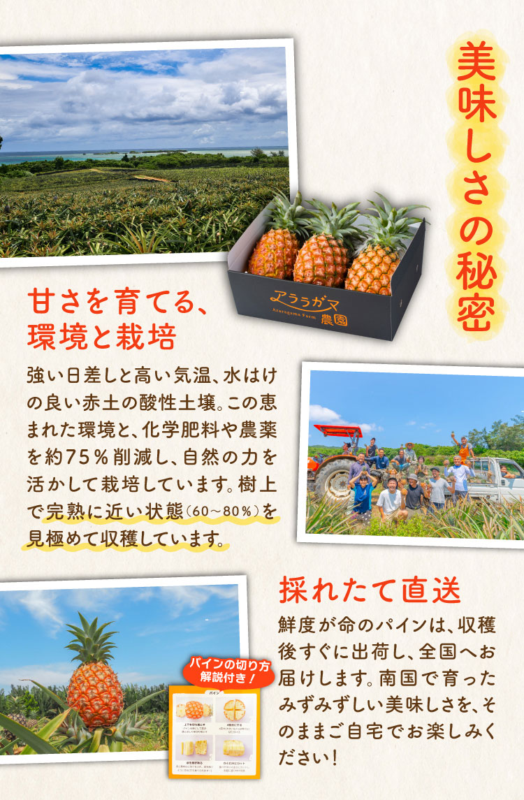 【産地直送】アララガマ農園さんの『ピーチパイン』（西表島産）