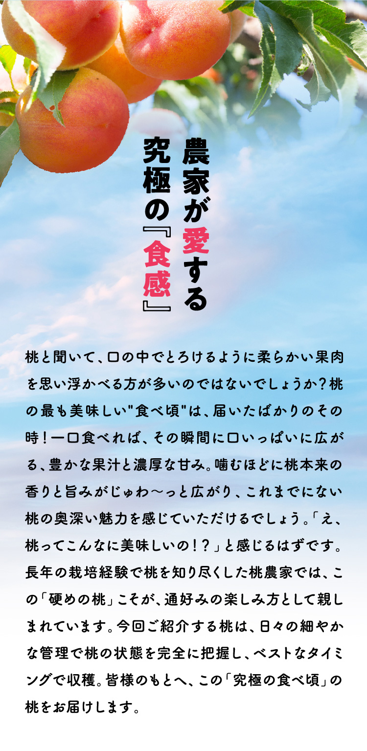 【産地直送】Playest JAPANさんが作る『朝採れ桃（白鳳系）』（山梨県産）