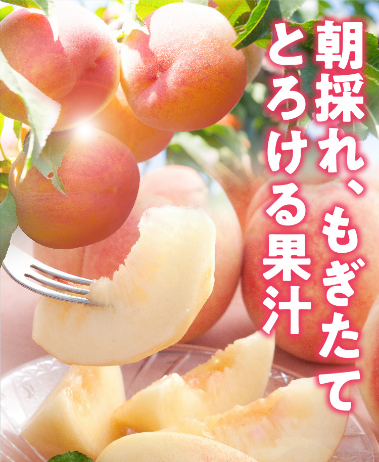 【産地直送】Playest JAPANさんが作る『朝採れ桃（白鳳系）』（山梨県産）