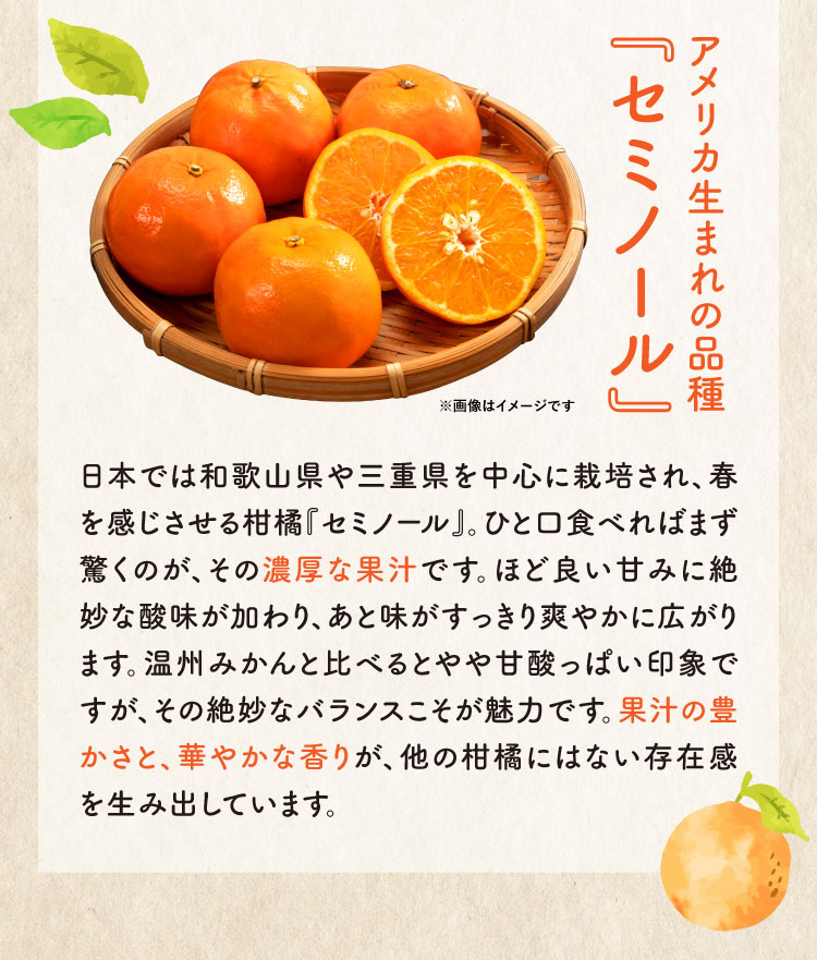 【産地直送】岡農園さんの『セミノール』（三重県産）