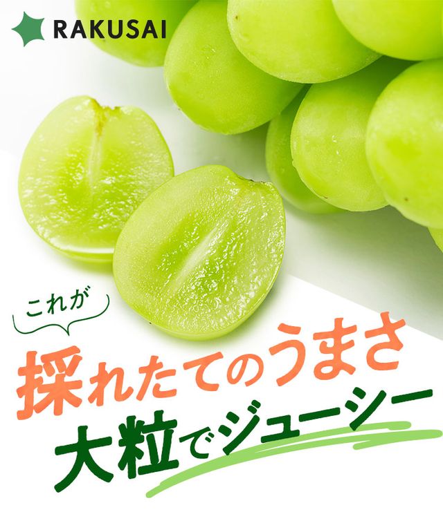 【産地直送】採れたて！岡木農園さんの至高のシャインマスカット（長野県産）