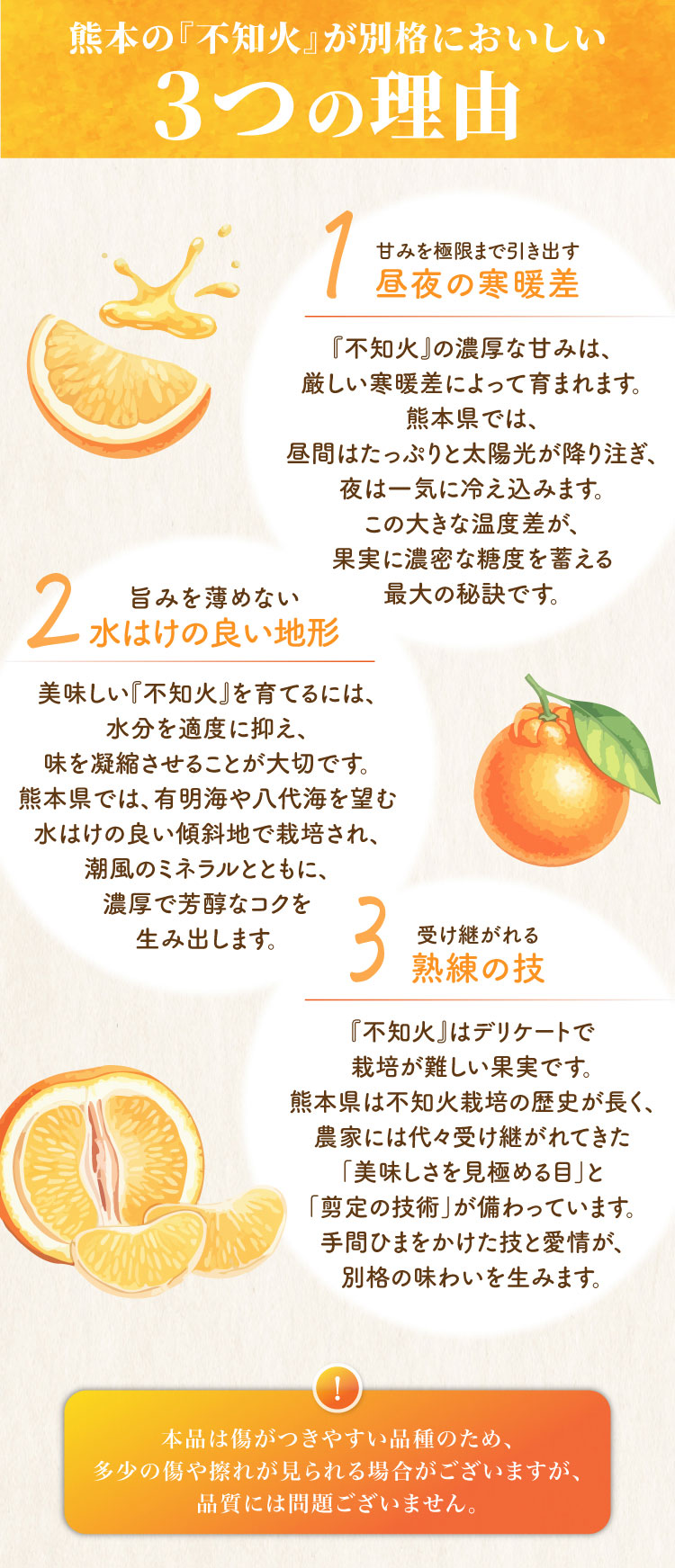 【バイヤー厳選】三角地区の『不知火（しらぬい）』（熊本県産）