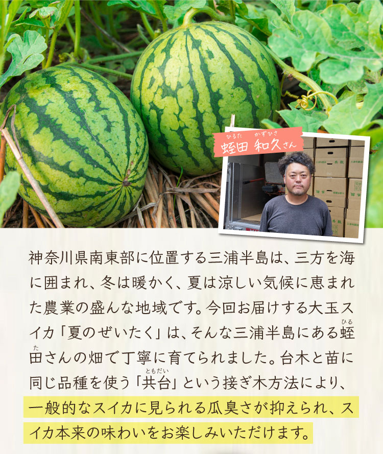 【バイヤー厳選】蛭田さんの大玉スイカ「夏のぜいたく」（神奈川県産）