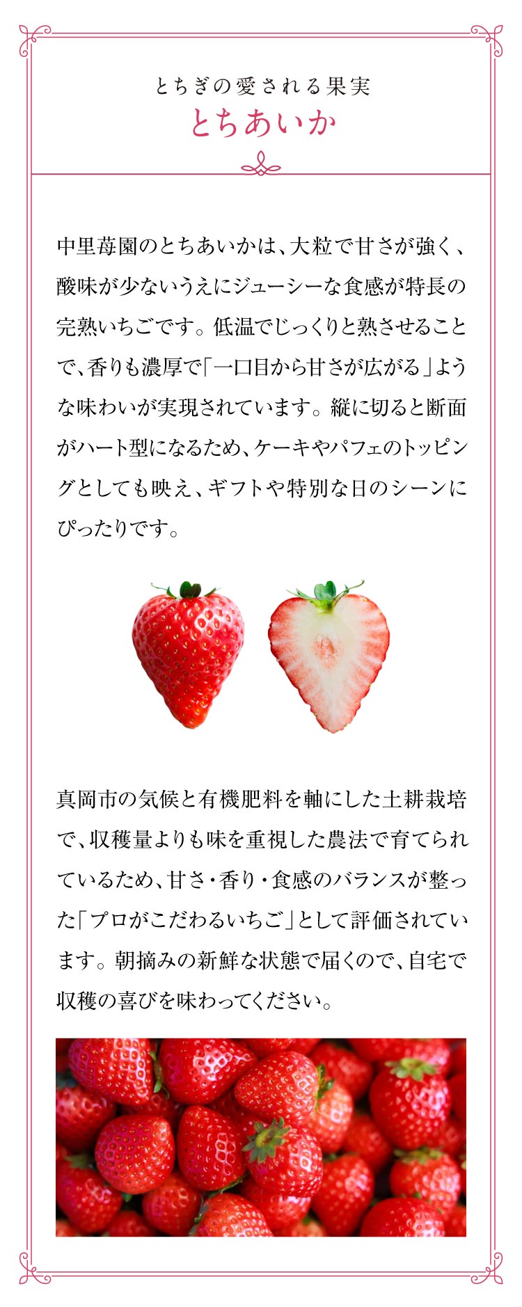 【産地直送】中里苺園さんの『とちあいか』（栃木県産）