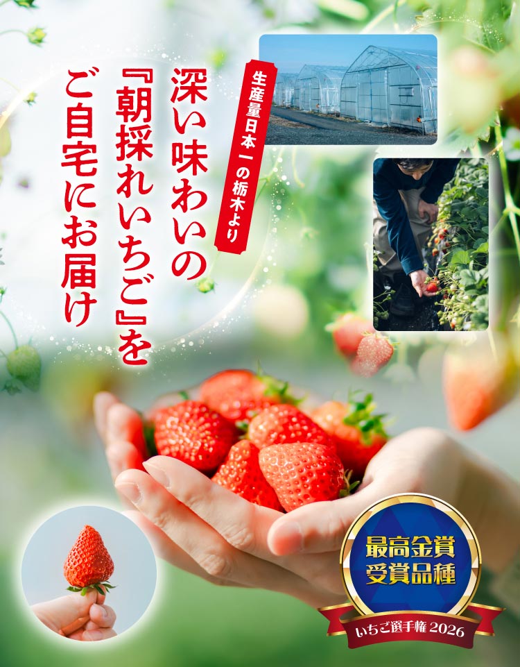 【産地直送】中里苺園さんの『とちあいか』（栃木県産）