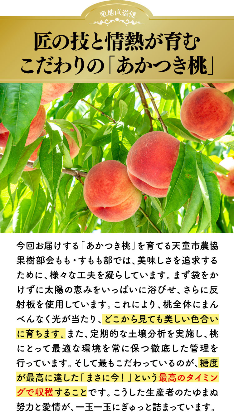 【産地直送】フルーツ王国が育てた 溢れる甘さ！あかつき桃（山形県産）