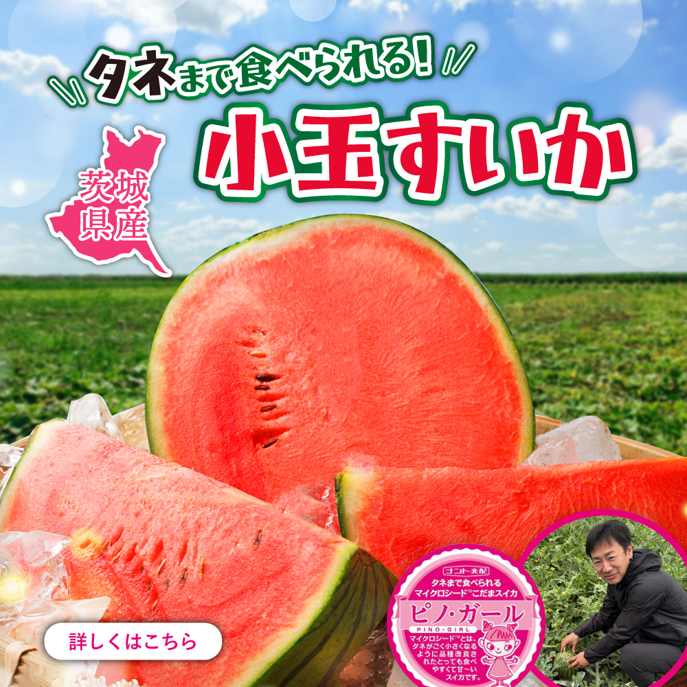 ピノガール