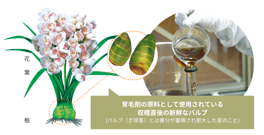 育毛剤の原料として使用されている収穫直後の新鮮なバルブ (バルブ(ぎ球茎)とは養分が蓄積され肥大した茎のこと)