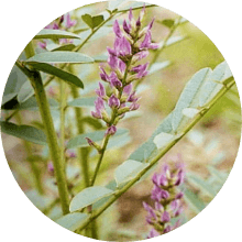 有効成分グリチルリチン酸ジカリウム