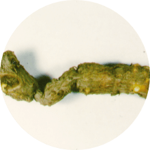 有効成分タマサキツヅラフジアルカロイド