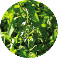 ヒキオコシエキス