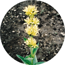 ゲンチアナエキス