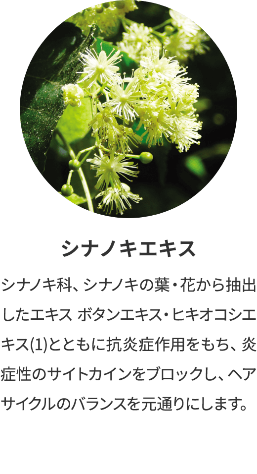 シナノキエキス