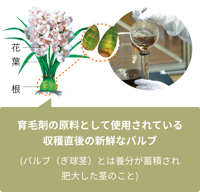 育毛剤の原料として使用されている収穫直後の新鮮なバルブ (バルブ(ぎ球茎)とは養分が蓄積され肥大した茎のこと)
