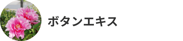 ボタンエキス