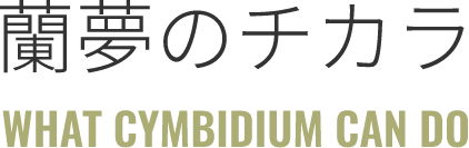 蘭夢のチカラ