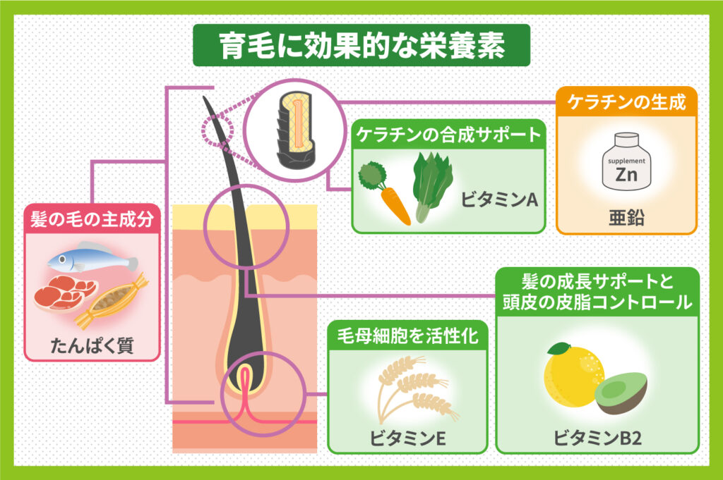 育毛に効果的な栄養素