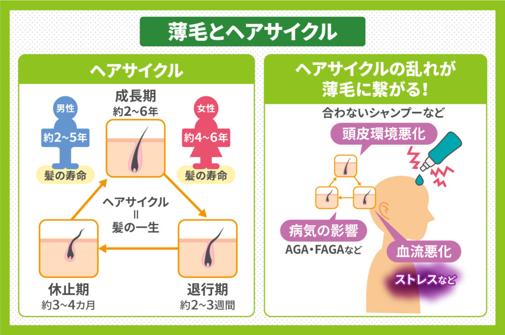 薄毛とヘアサイクル