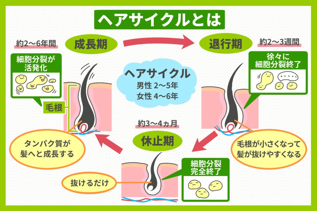 ヘアサイクルとは