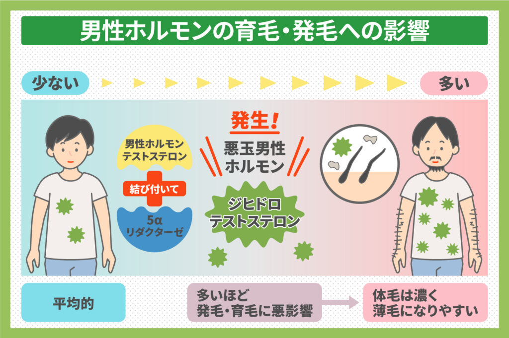 男性ホルモンの育毛・発毛への影響