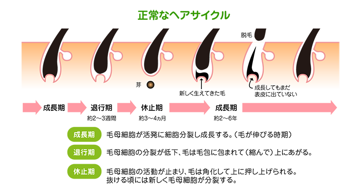 育毛と脱毛を繰り返す正常ヘアサイクル