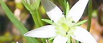 有効成分センブリ抽出液