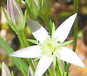 有効成分センブリ抽出液