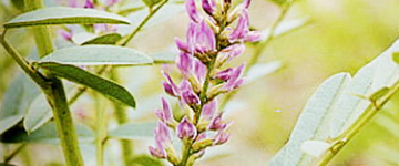 有効成分グリチルリチン酸ジカリウム