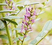 有効成分グリチルリチン酸ジカリウム