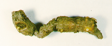 有効成分タマサキツヅラフジアルカロイド