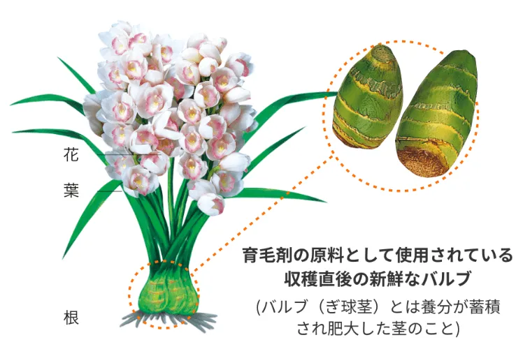 シンビジウム全草エキス