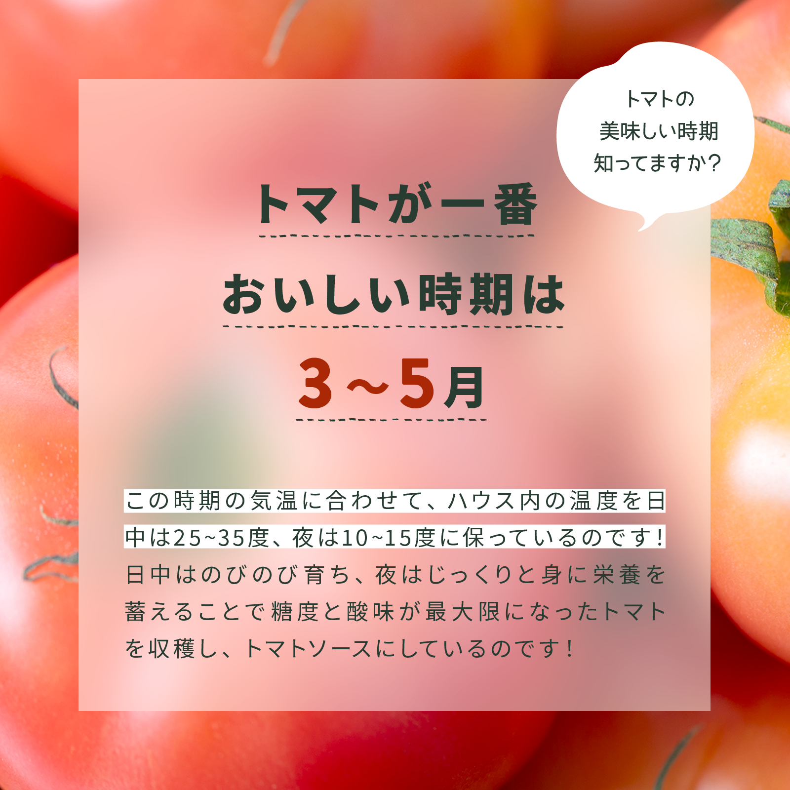 パスタソース　ガーリック 内容量: 340g