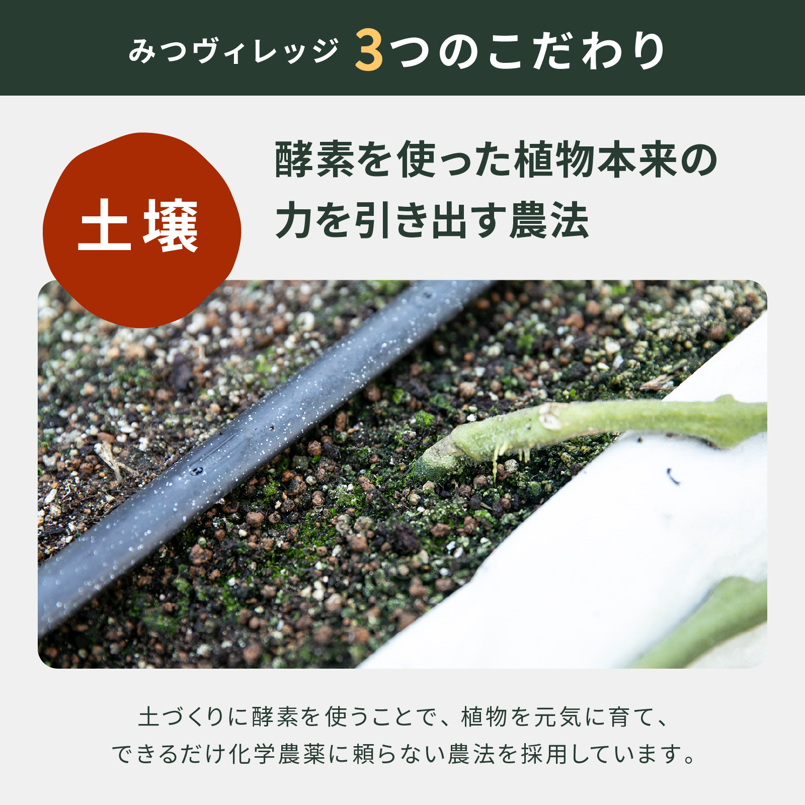 【ギフトBOX】ジャム2種＋パスタソース小2種＋ドレッシング1種